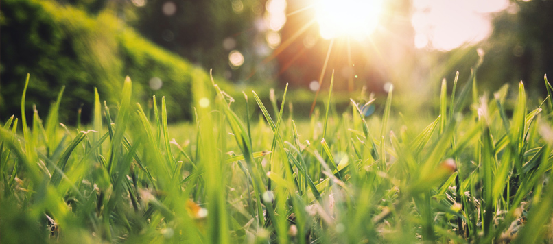 Early morning dew on grass